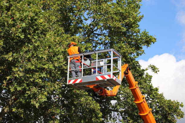 How Our Tree Care Process Works  in Germantown, IL